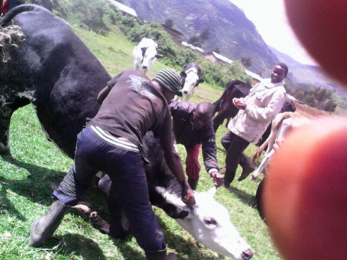 Inka zahungishirijwe mu Bigogwe ngo ziri gusuzumwa neza ko nta ndwara zazanye