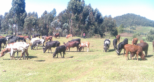 Abaturage ba Kongo bakomeje guhungirishiriza amatungo yabo mu Rwanda, aho bavuga ko bizeye umutekano