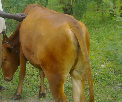 Inka bivugwa ko yarongowe n