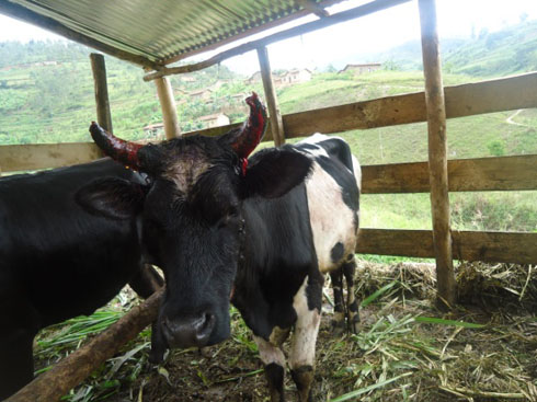 Inka ya Mugiraneza (mushiki wa Kagame Theogene) yatemwe.