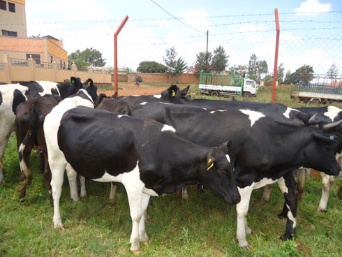 Inka zatanzwe na Sudani.