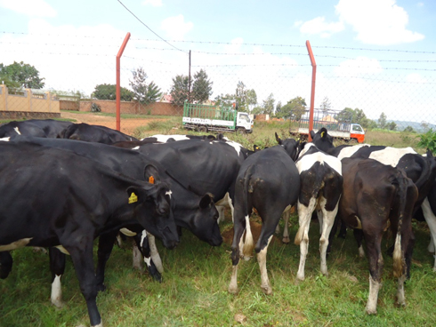 Inka zorojwe abaturage. 