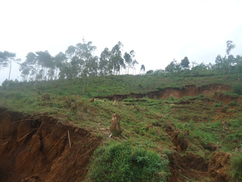 Inkangu yatengutse iturutse haruguru mu gashyamba.