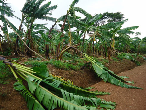 Insina wasangaga zaguye hasi cyane cyane izabaga zifite ibitoki.