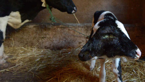 Inyana ifite imitwe ibiri.