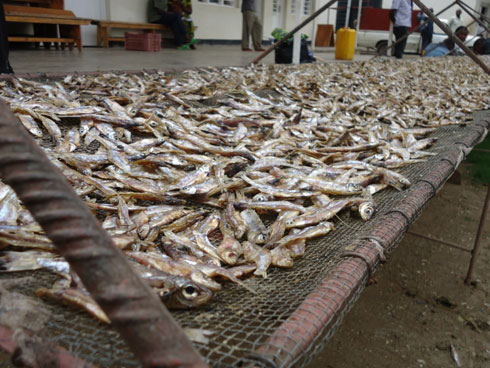 Isambaza zo kuri Projet Pêche Kibuye.