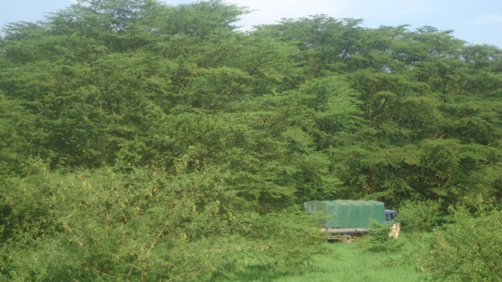 Ishyamba batwikamo amakara ni kimeza rigizwe n