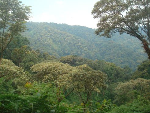 Ishyamba rya Nyungwe.