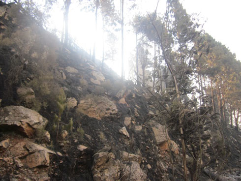 Ishyamba ryahiye rigera kuri hegitare 16.