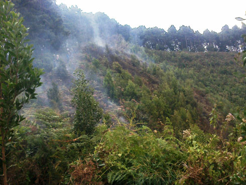 Ishyamba ryari rigiye gushya, ubutabazi buboneka vuba umuriro uhoshwa nta gikomeye kiraba.