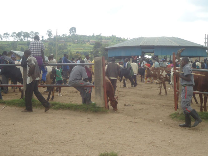 Isoko ry'inka mu Ruhango ryitabirwa n'abantu benshi cyane.