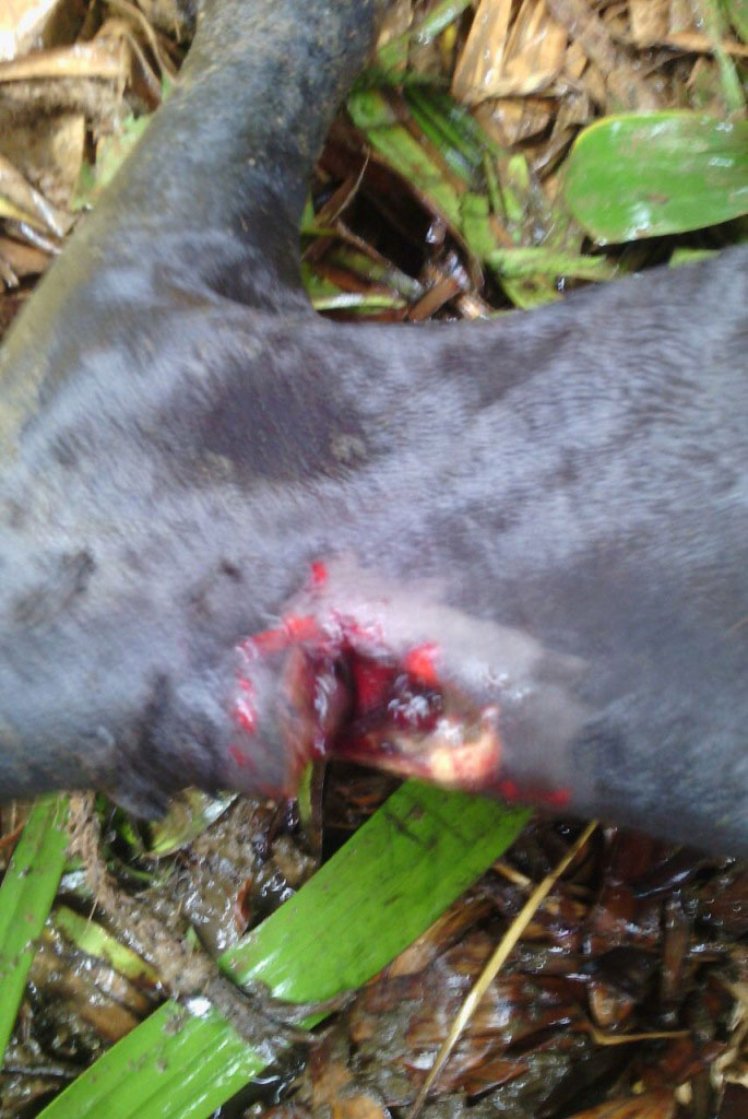 Iyi bayitemye ibitsi kuburyo itabasha no guhagarara.