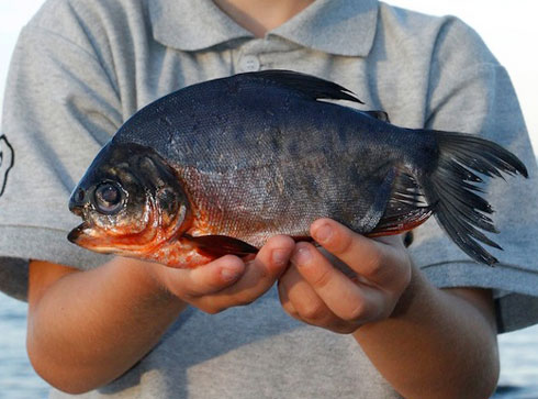 Iyi fi ngo ishobora kuba icyonnyi ku bagabo boze batakingiye udusabo twabo tw