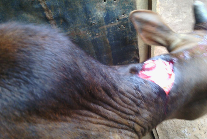 Iyi ni imwe mu nka batemye ku kagikanu.