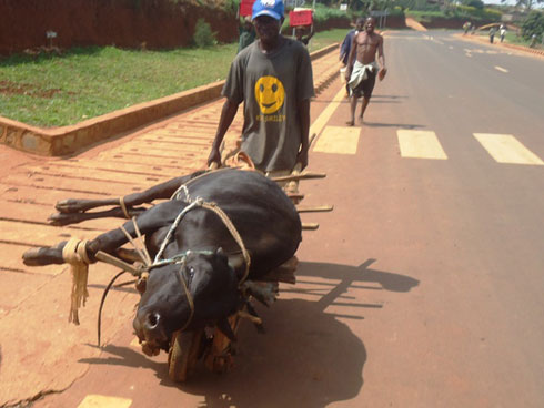 Iyi nka ihambiriye ku ngorofani y'ibiti yari nzima.