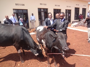 Iyi ni inka bahembye ikigo nderabuzima.