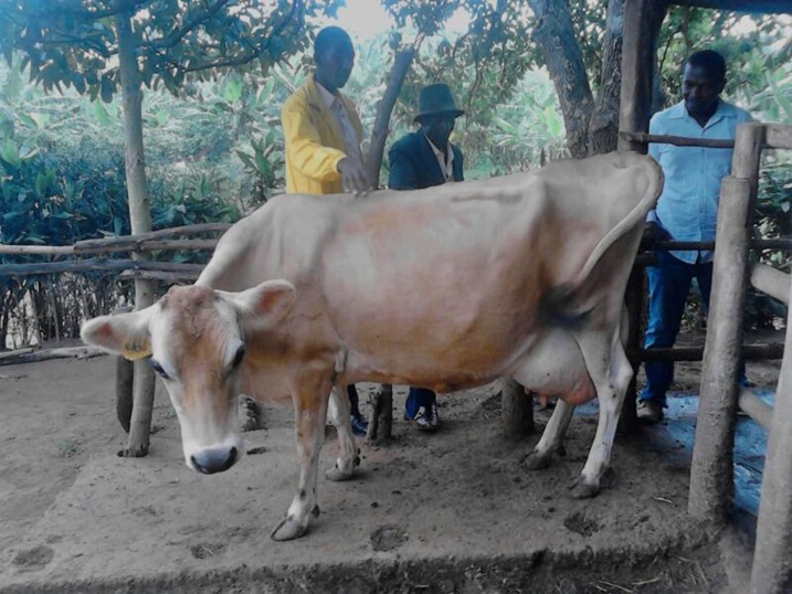 Iyi nka ya Ruzindana Bernard ikamwa litiro 2o ku munsi.