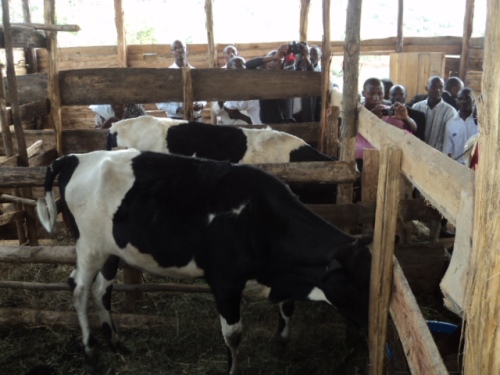 Izi nka ziri mu kiraro rusange ni izo kubafasha kubona ifumbire no kwiteza imbere.