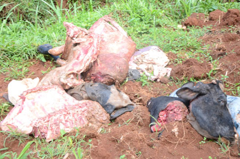 Izi nyama zitujuje ubuziranenge zatwitswe.