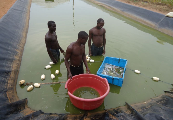 Abari aho biboneye ko umusaruro w'amafi uba mwinshi ahantu hato.