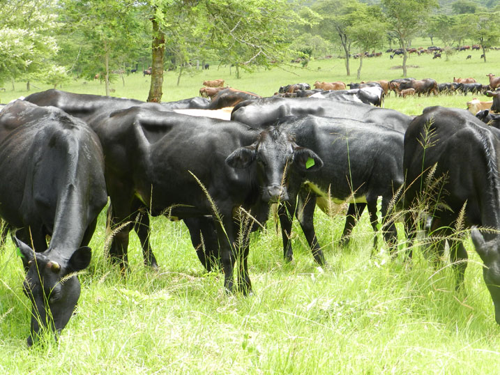 Kimwe mu bikorwa bivamo imisoro myinshi mu ntara y'uburasirazuba ni ubworozi bukorerwa mu rurere twose tugize iyo ntara.