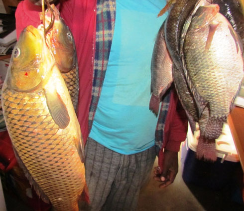 Koperative y'urubyiruko ZAFIK yororera amafi mu murenge wa Jenda ni imwe mu zimaze kwiteza imbere.