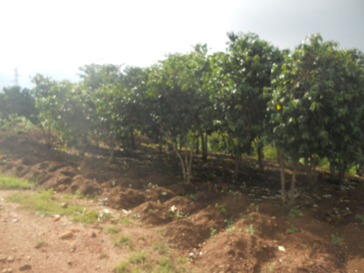 Abahinzi ba kawa hamwe na hamwe babangamiwe no kubona isaso.