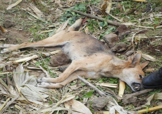 Kugeza ubu ngo bamaze kwica bine, ariko ngo bazakomeza no kubihiga.