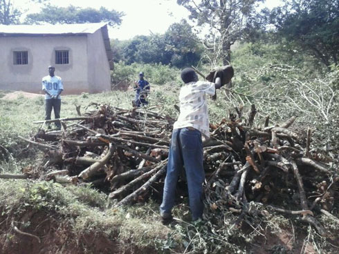 Mu kwezi kumwe hamaze gufatwa abantu baza kwiba ibi biti inshuro ebyiri.