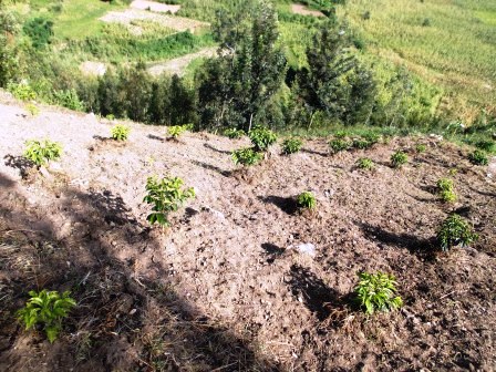 Mbakenge yiyemeje guteza imbere igihingwa cya kawa n'ubwo hari abatabyishimiye.