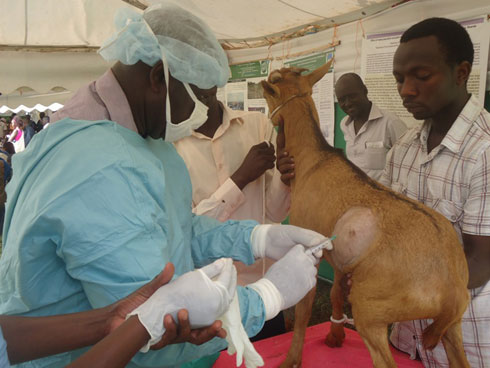 Mbere yo kubaga itungo ryagize ikibazo barabanza bakogosha aho baribubage bakanaritera ikinya kugira ngo ritababara batangiye kuribaga.