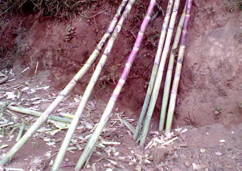 Mu Rwanda ibisheke bizwi ho cyane gukorwa mo isukari ndetse hari n'ababigurisha abantu bakabigura bakabihekenya banyunyuza mo amazi.