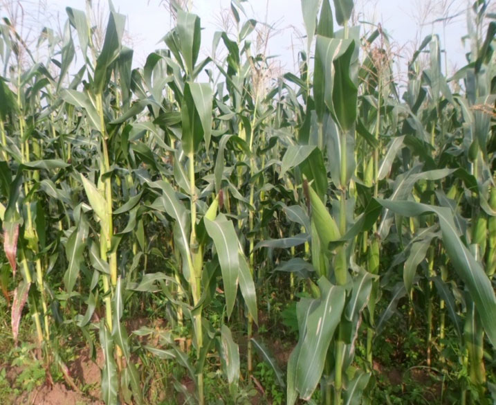 Mu bukungu herekanwe ko umusaruro wagiye wiyongera binyuze muri gahunda yo kwegeranya ubutaka.