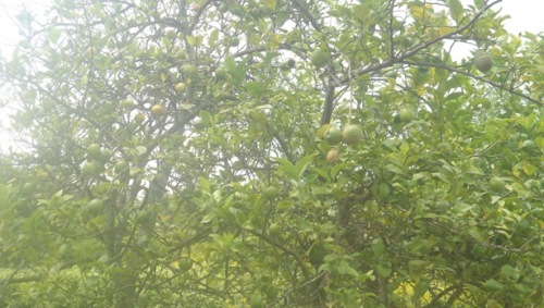 Mu murenge wa Kibilizi hasuwe ibiti byera imbuto ziribwa.