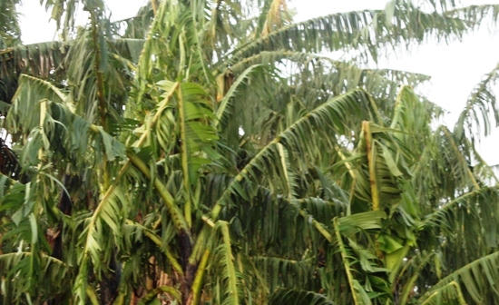 Mu myaka yangijwe cyane n