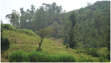 Agasozi ka Rongi aho Mugesera avuka (ahari igiti cy