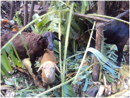 Izo nyamaswa zibasira amatungo magufi