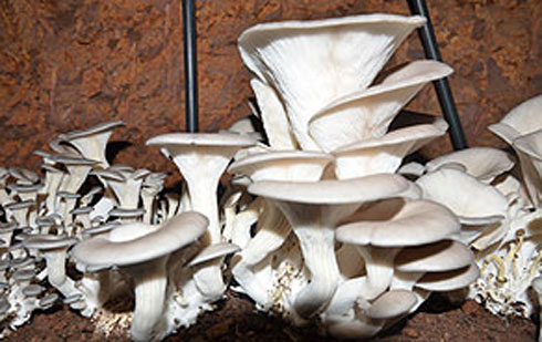 I Gisagara barishimira ko ikoranabuhanga ribafasha no kumenya ubwoko bw'ibihingwa bushya