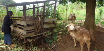 Ngurube yoroye ingurube n'intamba yakuye mu bufasha ahabwa.