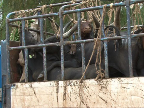 Guhera tariki 01/01/2014, gutwara inka ziziritse mu modoka ntibyemewe.