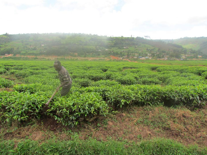 Ntahompagaze Celestin umaze imyaka 34 ari umuhinzi w