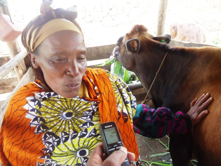 Nyiramuhire Laurence asanga inka yahawe muri gahunda ya Girinka igenda irushaho kumufasha kwikura mu bukene.