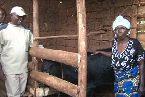 Radiyo y'abaturage ya Rusizi yoroje inka Nyiramugisha Yudita.