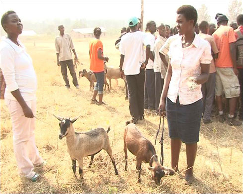 Rumwe mu rubyiruko rworojwe amatungo magufi.