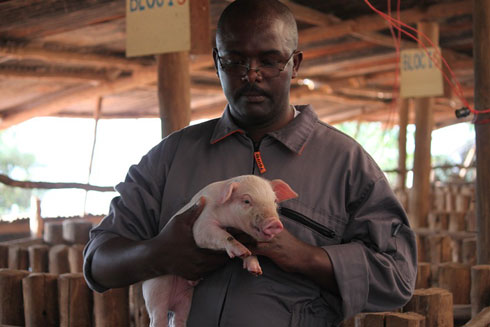 Shirimpumu Jean Claude yerekana ikibwana k'ingurube uko kiba kingana.