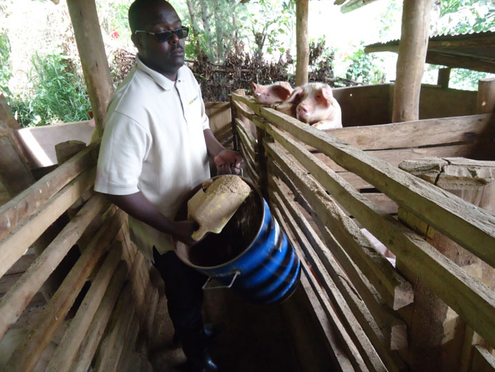 Shirimpumu arimo agaburira ingurube ze.