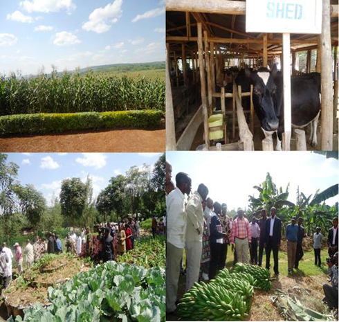 Mu murenge wa Masaka muri Kicukiro hari imirima ntangarugero y