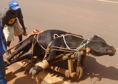 Uburyo iyi nka yari ihambiriye bwagaragaraga ko bubabaje.