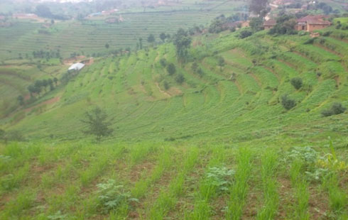 Ubutaka bwahurijwe hamwe mu materasi y'indinganire.