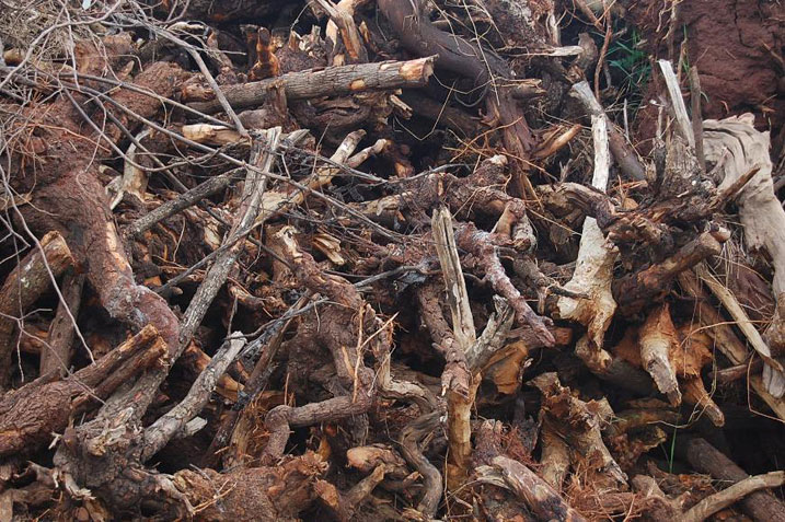 Uku niko ibiti bya kabaruka bimera, aha byari bitaratangira gutwikwa.